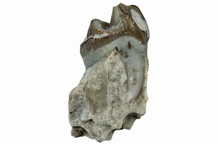 Fossil Oreodont (Merycoidodon) Molar - South Dakota #300266